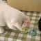 Bouncing Sweet Donut Spring Cat Toy 5