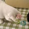 Bouncing Sweet Donut Spring Cat Toy 5