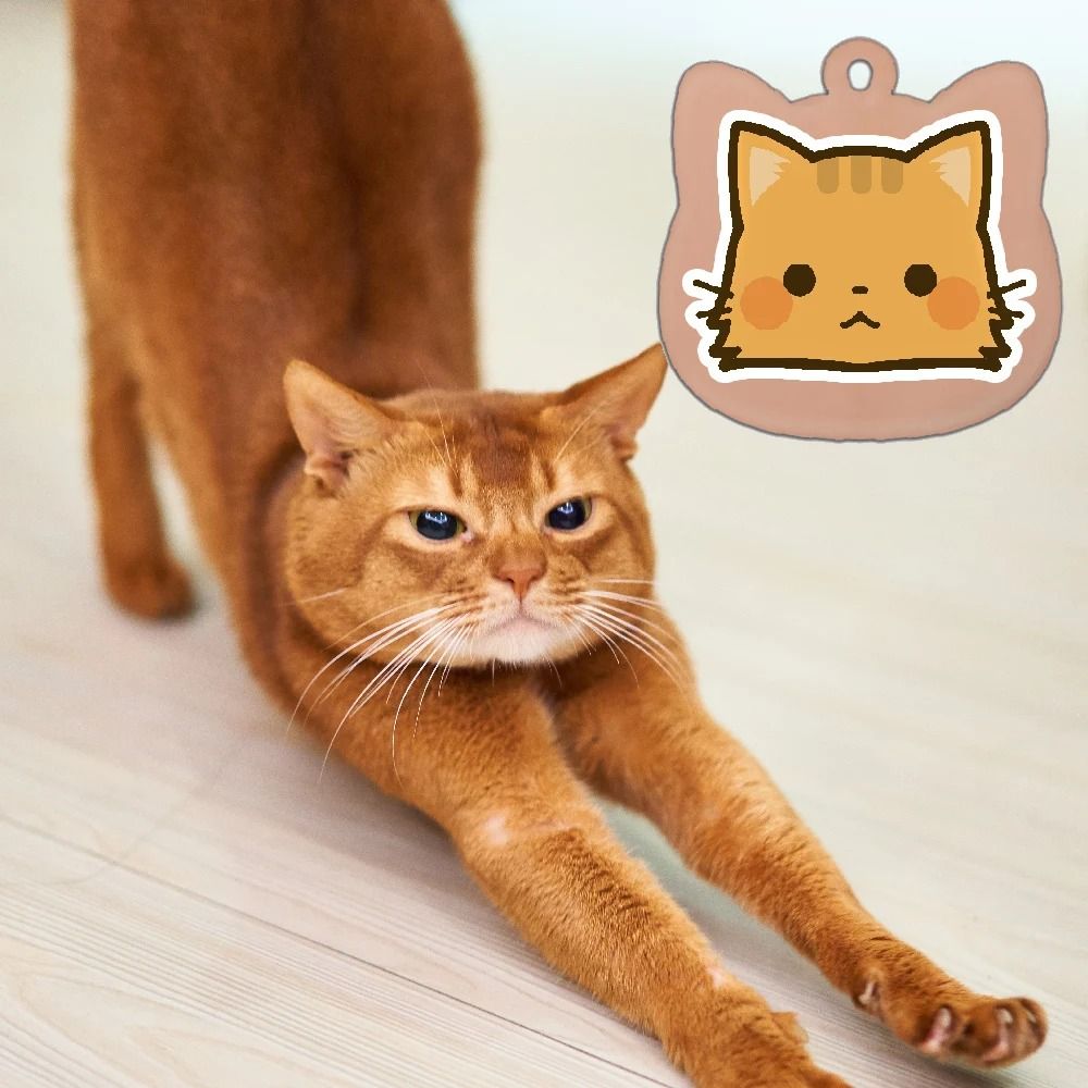 Cute Personalized Stainless Steel Cat Identification Tags 5