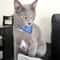 Adjustable TriBandana Pet Collar With PU Leather 2