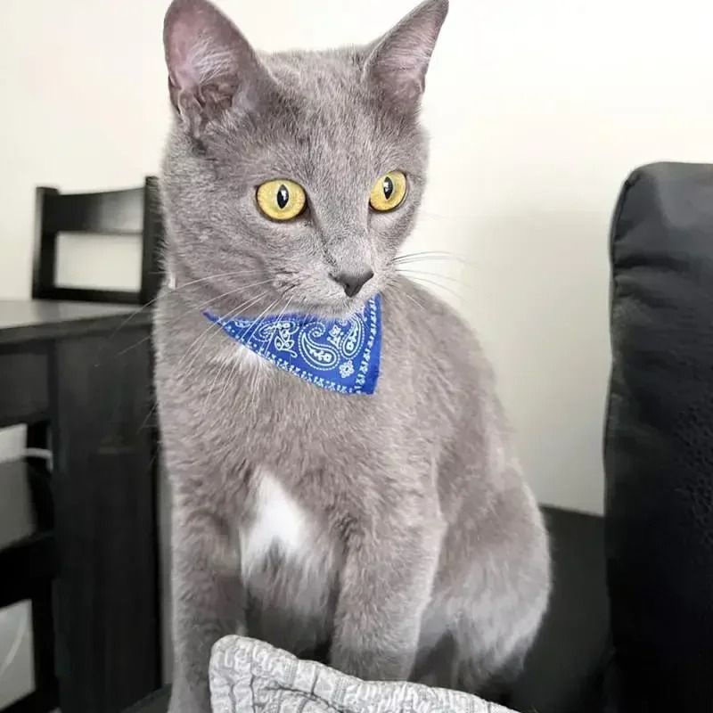 Adjustable TriBandana Pet Collar With PU Leather 2