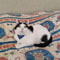 Adjustable TriBandana Pet Collar With PU Leather 4