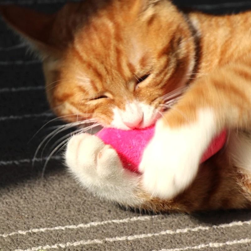 Interactive Plush Catnip Thumb Toy For Chewing Teeth Grinding 5