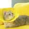 Sunflower Adjustable Elizabethan Recovery Collar 5