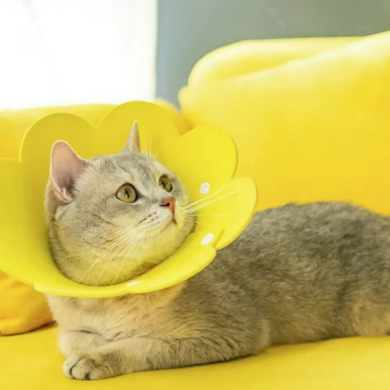 Sunflower Adjustable Elizabethan Recovery Collar 5