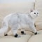 AntiScratch NoiseFree Pet Booties 0