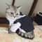 Dapper Formal Gentleman Pet Suit Jacket 3