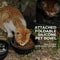 Waterproof Outdoor Cat House Pet Shelter 4