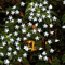 Solar Flower String Lights Outdoor Waterproof Garden Fairy Garland 4