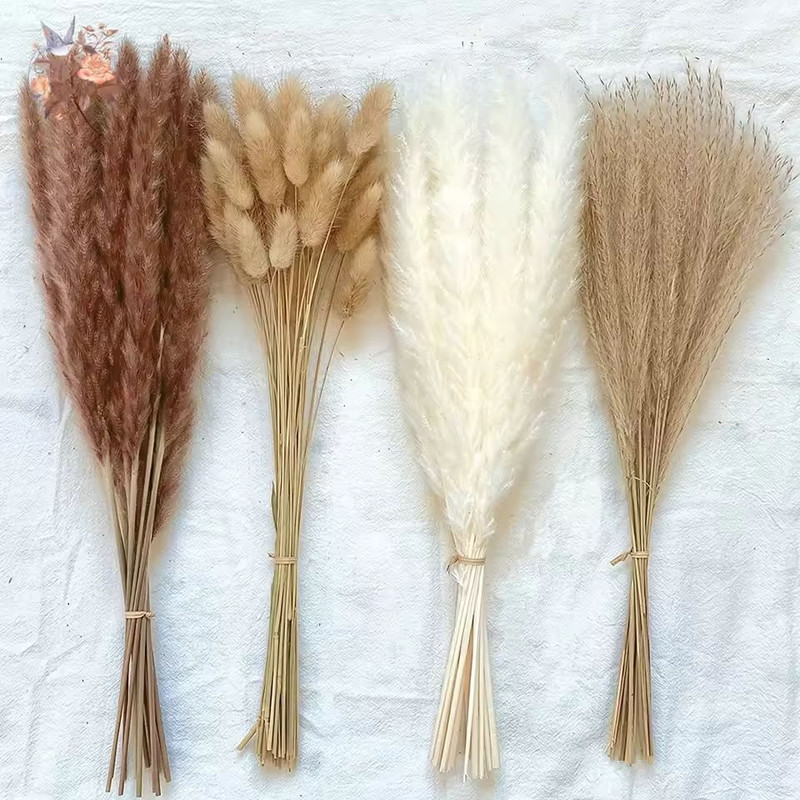Natural Dried Pampas Grass Bouquet Boho Bunny Tail Flowers For Home Wedding And Vase Decor 1