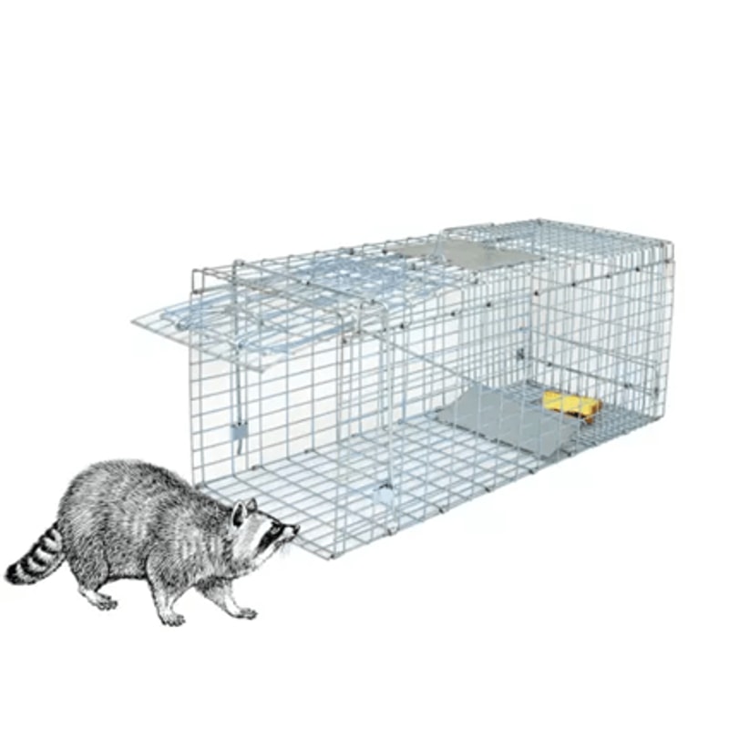 Heavy Duty Live Animal Trap Cage For Raccoons Skunks And Small Wildlife 3
