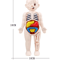 Human Body Anatomy Model For Kids Educational DIY Organ Toy For Science Learning And Montessori STE 2