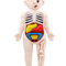 Human Body Anatomy Model For Kids Educational DIY Organ Toy For Science Learning And Montessori STE 3