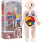 Human Body Anatomy Model For Kids Educational DIY Organ Toy For Science Learning And Montessori STE 4