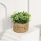 XiyaFlower Mini Potted Artificial Eucalyptus Grass Mound 4