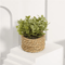 XiyaFlower Mini Potted Artificial Eucalyptus Grass Mound 5