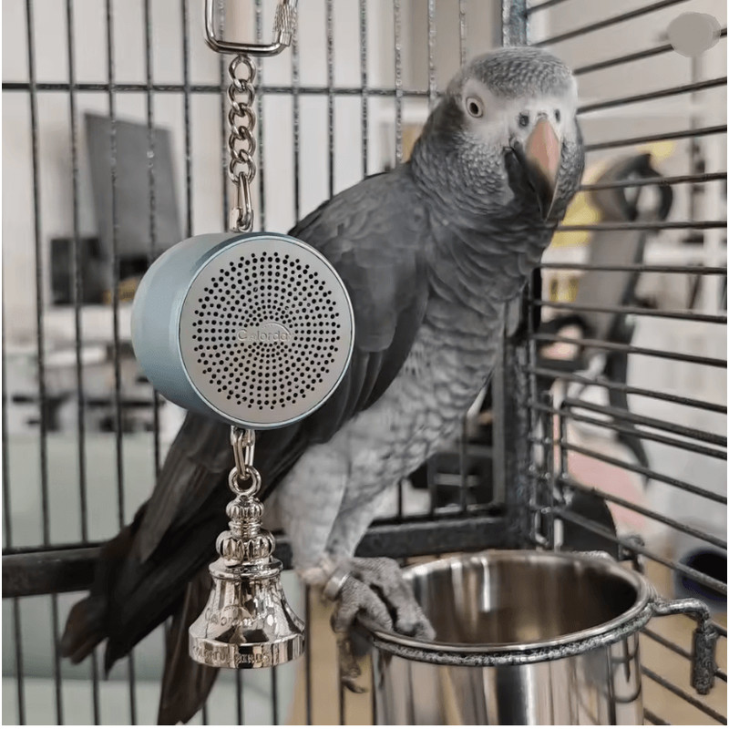 Parrot Talking Coach Interactive Voice Recording Toy With Bell 0