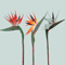 Artificial Bird Of Paradise Flowers With Long Stems For Tropical Home And Party Decor 5