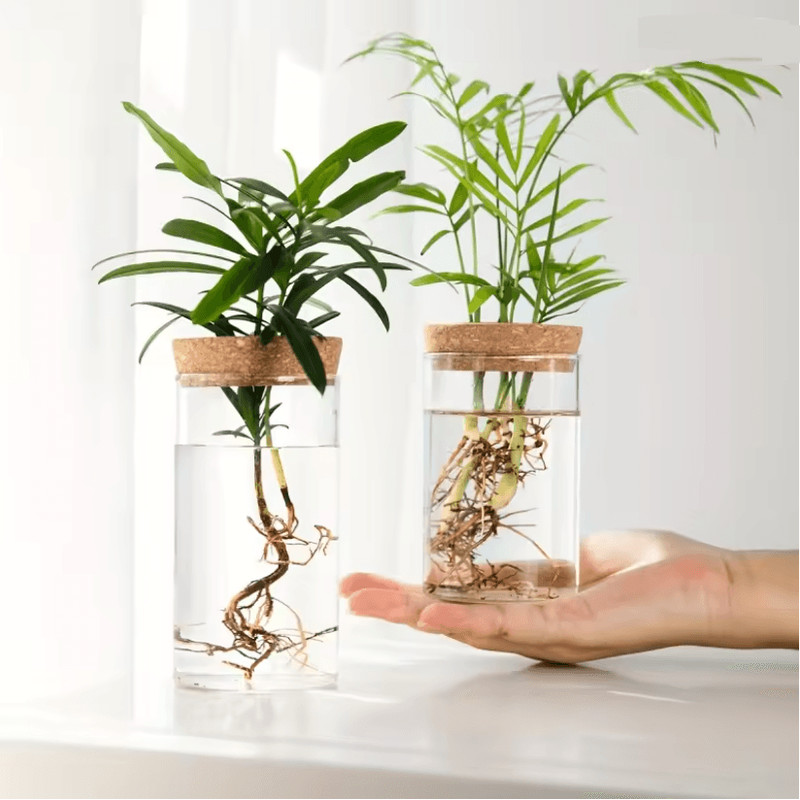 AquaBloom Desktop Glass Hydroponic Planter Vase 0