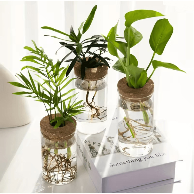 AquaBloom Desktop Glass Hydroponic Planter Vase 1