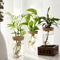 AquaBloom Desktop Glass Hydroponic Planter Vase 2