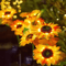 SunGlow Solar Sunflower Garden Light Outdoor Waterproof Decoration 2