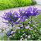 GardenGlow Lavender Butterfly Solar Stakes Yard Lights 2