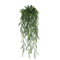 EverGreen Persian Fern Vine 90 Cm 6