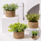 Mini Eucalyptus Potted Plant Decor 0