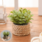 Mini Eucalyptus Potted Plant Decor 2