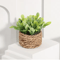 Mini Eucalyptus Potted Plant Decor 4