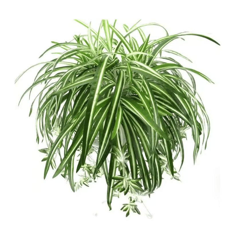 GreenFlow Hanging Potted Plant Decor 1