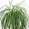 GreenFlow Hanging Potted Plant Decor 3