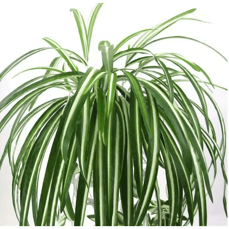 GreenFlow Hanging Potted Plant Decor 3