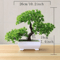 Evergreen Mini Bonsai Decor Plant 1