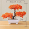Evergreen Mini Bonsai Decor Plant 2