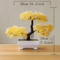 Evergreen Mini Bonsai Decor Plant 3