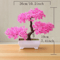 Evergreen Mini Bonsai Decor Plant 5