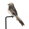RealTouch Feather Sparrow Decor Bird 6