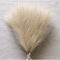 Fluffy Pampas Grass Stems For Boho Home And Event Decor 7