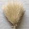 Fluffy Pampas Grass Stems For Boho Home And Event Decor 8