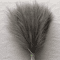 Fluffy Pampas Grass Stems For Boho Home And Event Decor 11