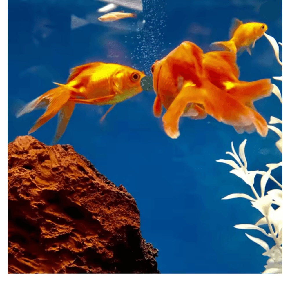 AquaVital Spirulina Fish Food Tablets For Aquarium Pets 2