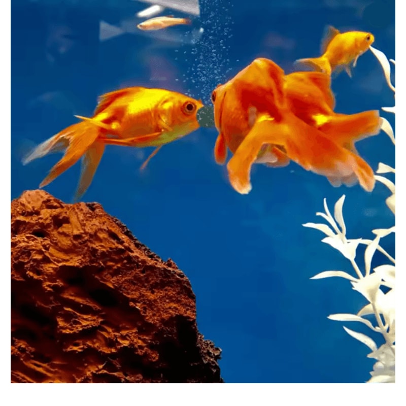 AquaVital Spirulina Fish Food Tablets For Aquarium Pets 2