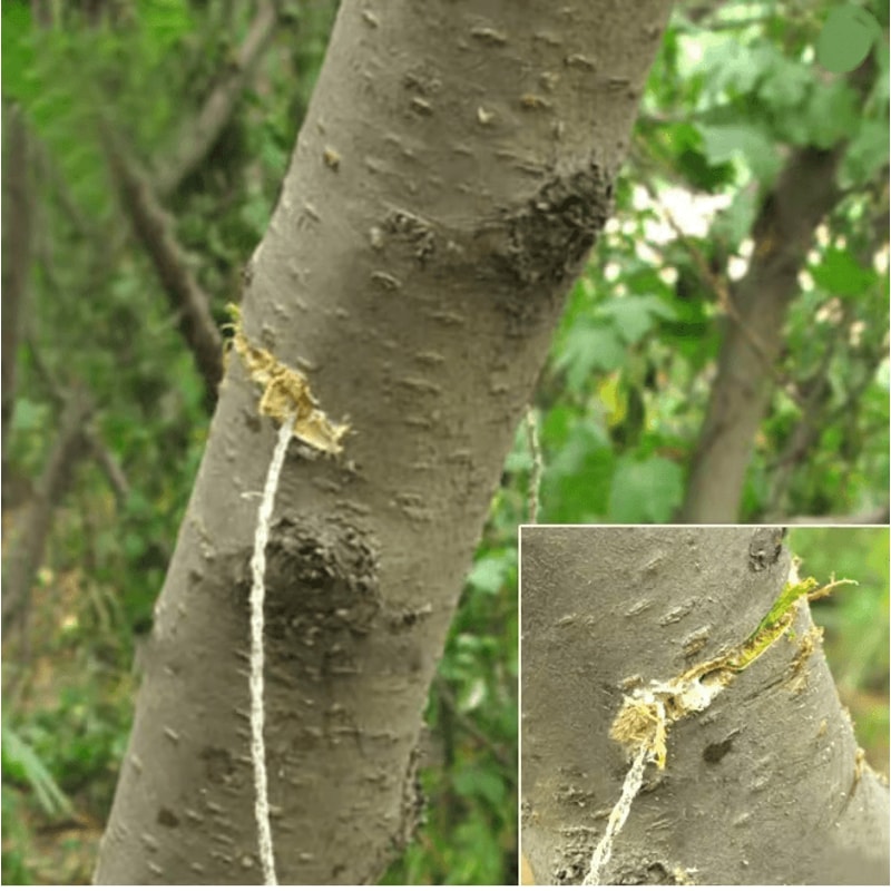 Portable Stainless Steel Wire Survival Saw Pocket Cutting Tool 2