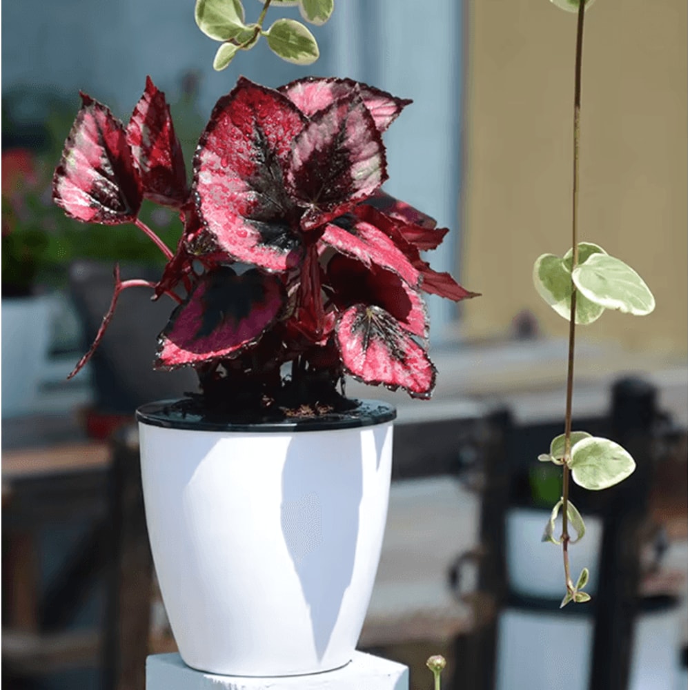 Self Watering Flower Pots Automatic Water Absorbing Plant Pots Set 2