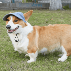 adjustable dog baseball cap with breathable sun protection