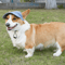 Adjustable Dog Baseball Cap With Breathable Sun Protection 0