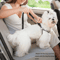 Heavy Duty Adjustable Dog Car Seat Belt Safety Leash For Secure Travel 3