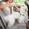 Heavy Duty Adjustable Dog Car Seat Belt Safety Leash For Secure Travel 3